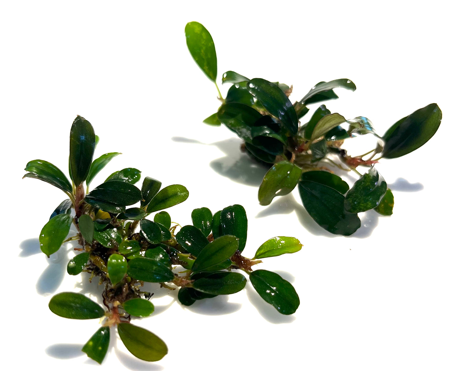 KADANG MICRO GREEN