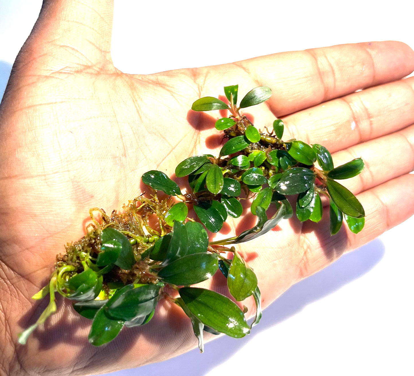 KADANG MICRO GREEN