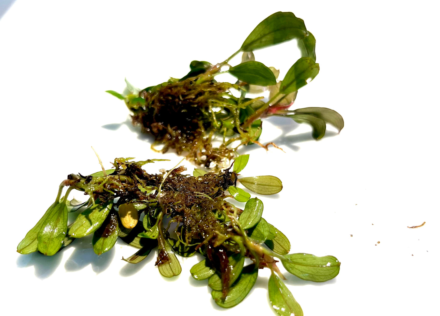 KADANG MICRO GREEN